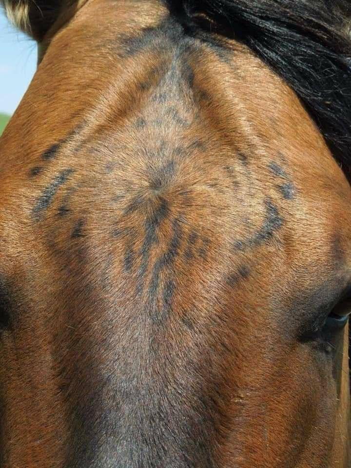 Motif cheval